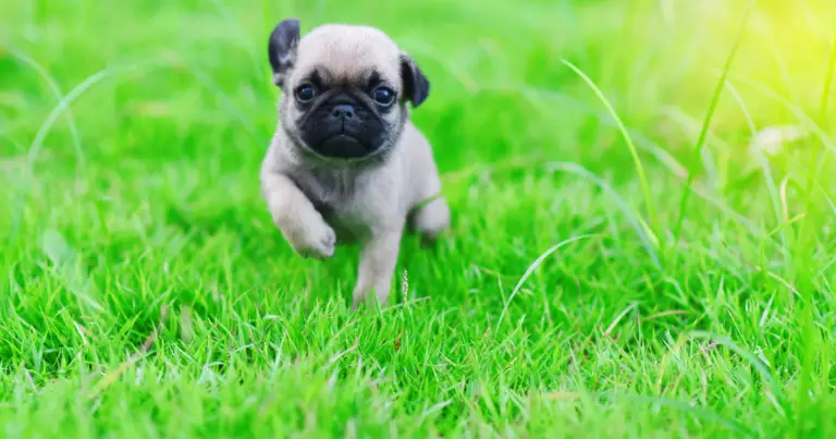 Unleash the Cuteness: Everything You Need to Know About Pugs!