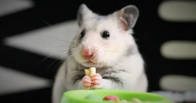 What Can Hamsters Eat? The Dos and Don’ts of Feeding My Hamster