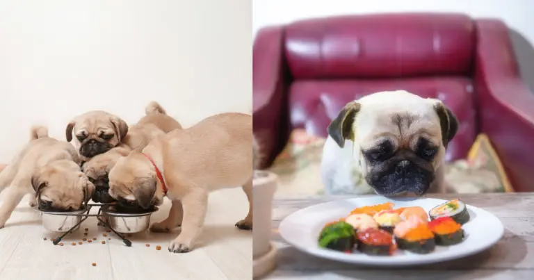 What Can Pugs Eat? The Dos and Don’ts of Feeding My Pug