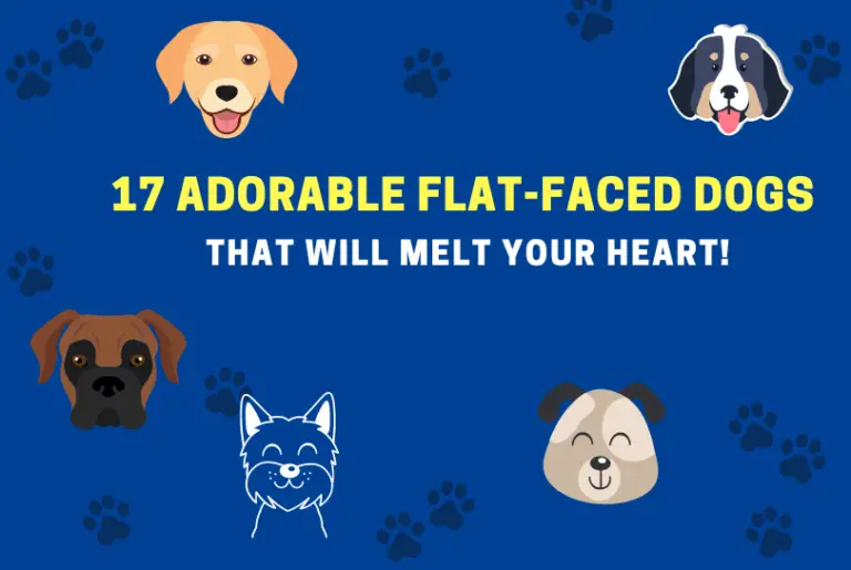 17 Adorable Flat-Faced Dogs That Will Melt Your Heart!