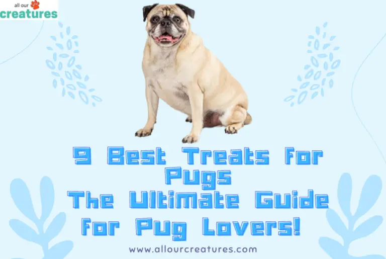 9 Best Treats for Pugs - The Ultimate Guide for Pug Lovers!