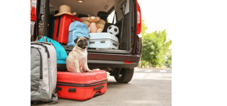 Alternative Options for Traveling with Pugs