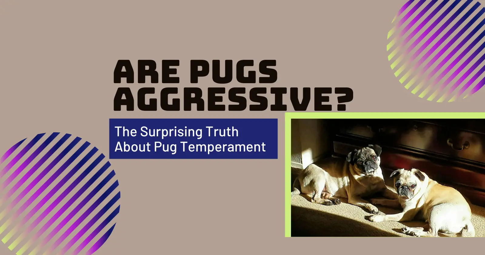 Are Pugs Aggressive? The Surprising Truth About Pug Temperament