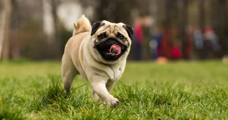 Are Pugs Smart Dogs? – Here’s How Intelligent Pugs Really Are