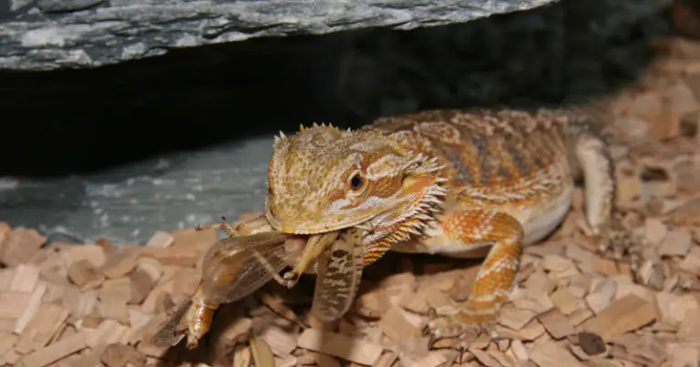 Bearded Dragon Wax Worms Uncovered: The Ultimate Guide to Feeding Your Scaly BFF!