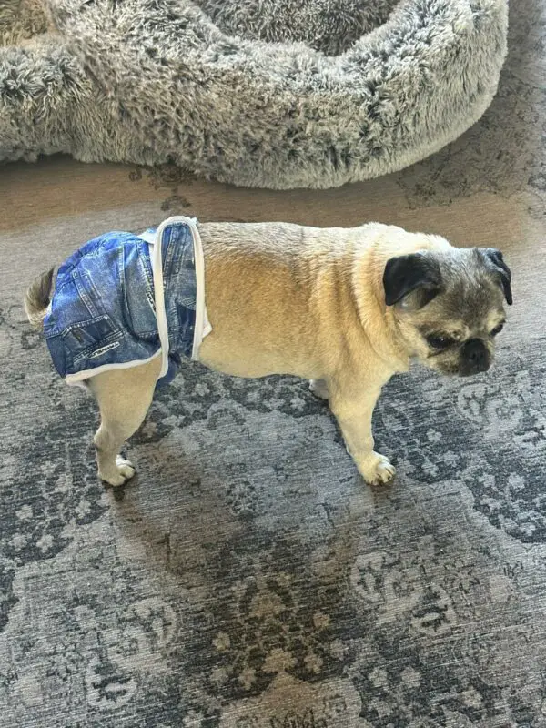 Keep Your Home Clean with Diapers for Pugs