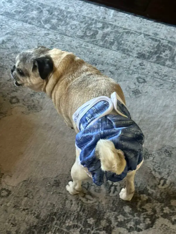 Keep Your Home Clean with Diapers for Pugs