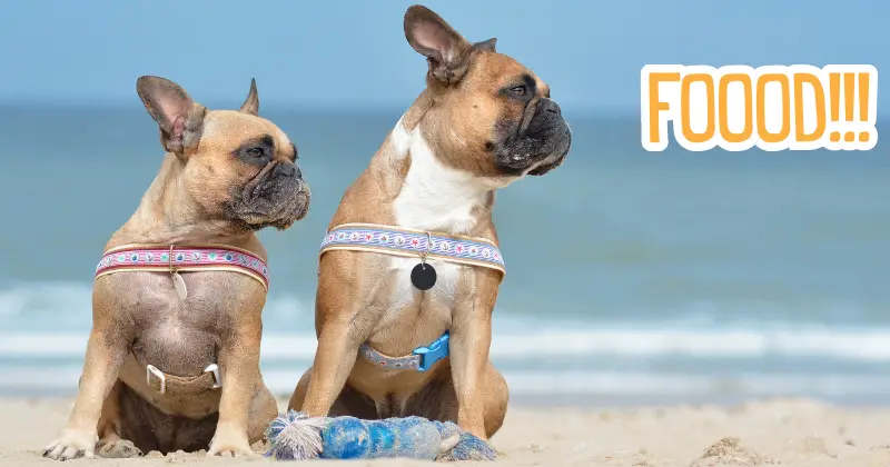Discover the Top Foods: What Can French Bulldogs Eat for a Happy, Healthy Life