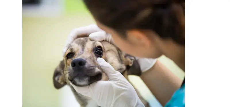 Eye Problems: Brachycephalic Dog Breeds