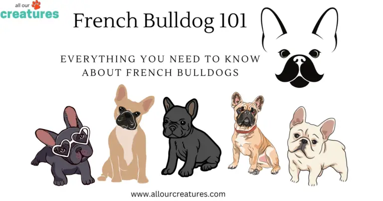French Bulldogs 101: Everything You Need to Know About French Bulldogs
