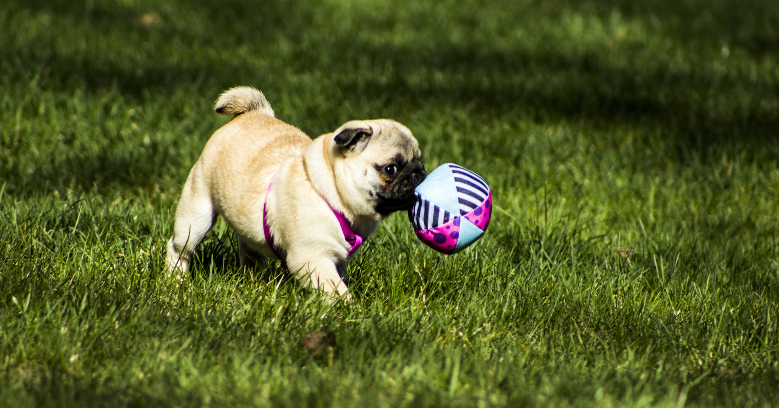 How Long Do Pugs Live Discover The Secrets To Pug Longevity