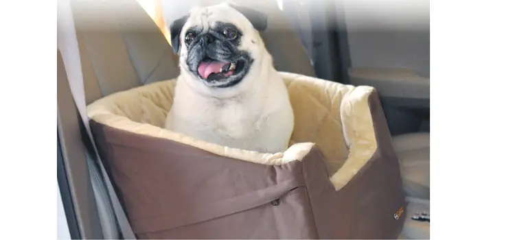 How to Properly Use a Car Seat for Pugs