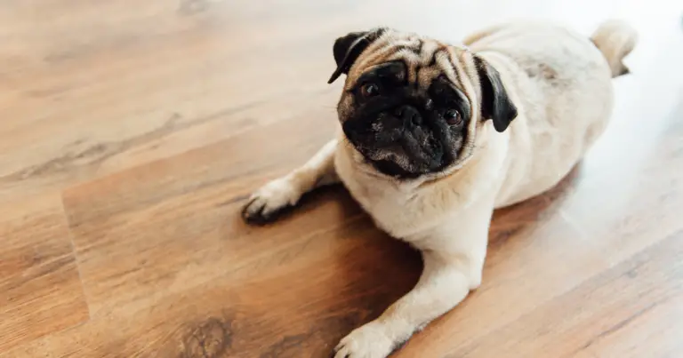 Master Pug Training: Ultimate Guide to a Well-Behaved Pup
