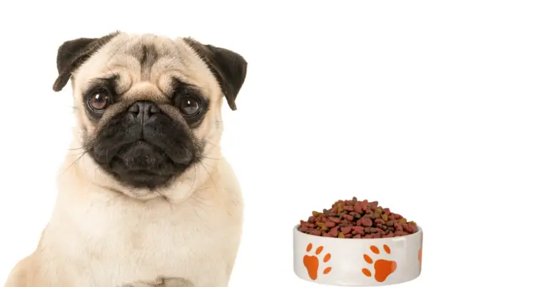 Best Dog Food for Pugs with Skin Allergies