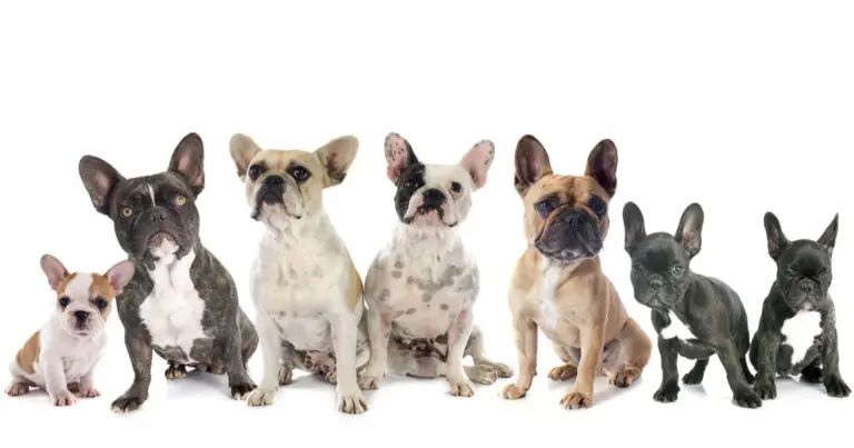 The History of French Bulldogs: Tracing the Evolution of this Beloved Breed