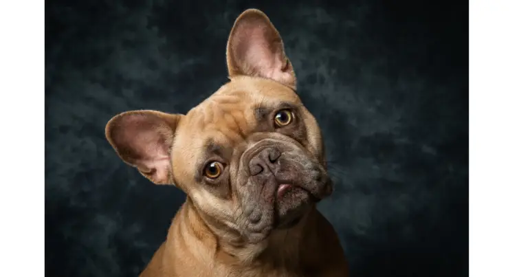 The Good, the Bad, and the Snuggly: Do French Bulldogs Have Health Issues?