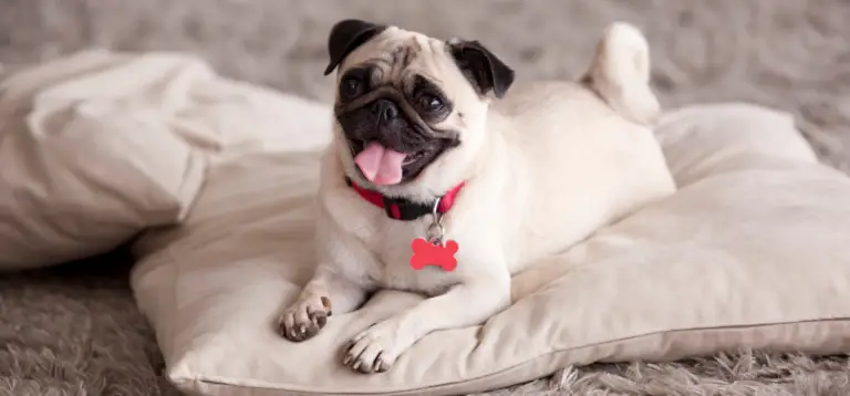 Top 7 Best Collars for Pugs: Find the Perfect Fit and Style Today!
