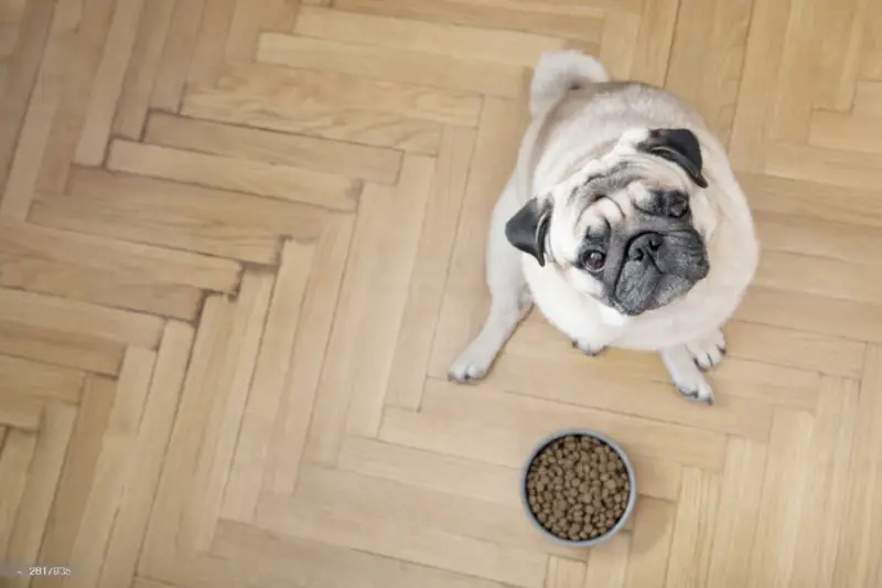 Best Dog Food for Pugs with Skin Allergies