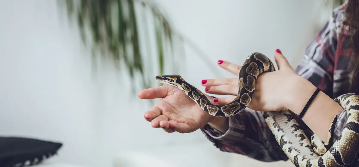 15 Best Pet Snakes For Beginners - All Our Creatures