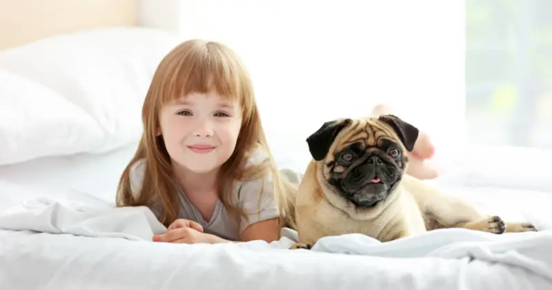 Do Pugs Have Separation Anxiety? pug with human