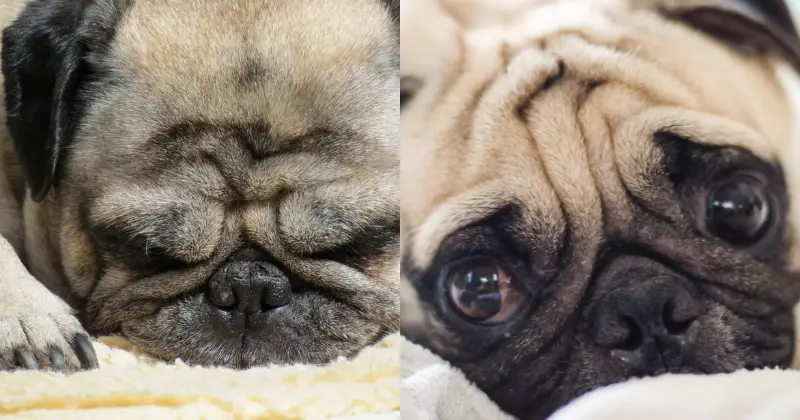 Do Pugs Have Separation Anxiety?