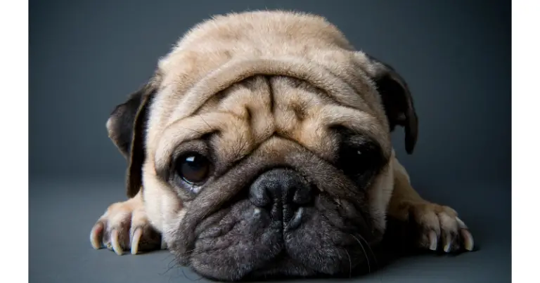Do Pugs Have Separation Anxiety? Tips & Tricks to Mastering the Art of Pug Independence