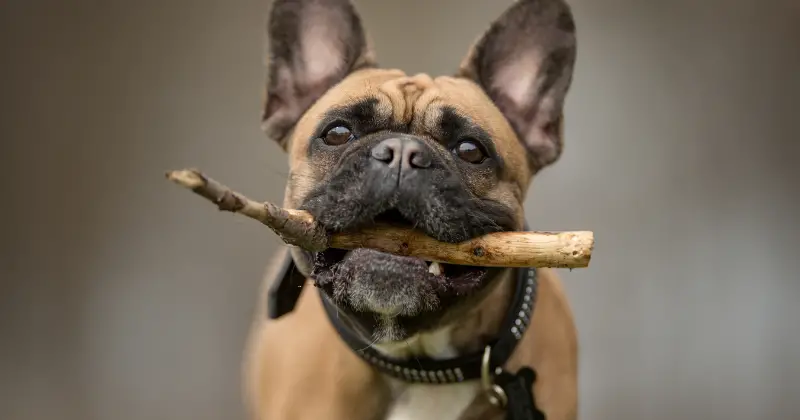Best Collars for French bulldogs: Top Picks for Style and Comfort
