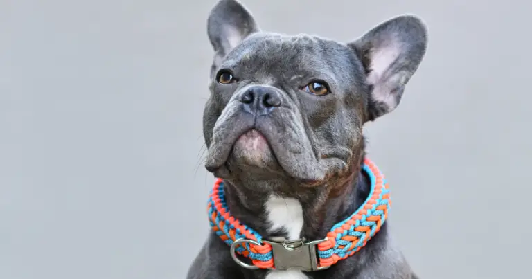 The 7 Best Collars for French Bulldogs