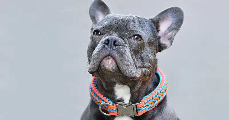 7 Best Collars for French bulldogs: Top Picks for Style and Comfort!