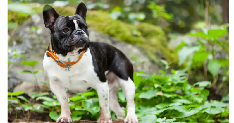 Best Collars for French bulldogs: Top Picks for Style and Comfort!