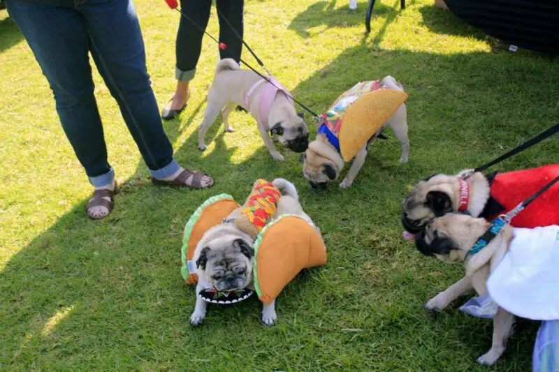 Best Collars for Pugs