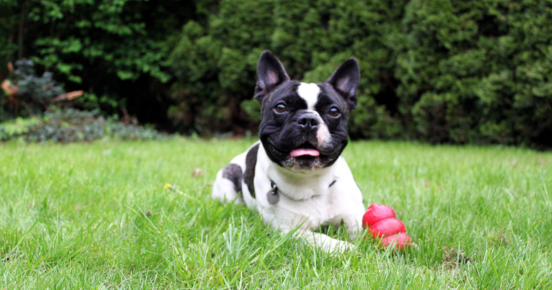 Best Toys for French Bulldogs