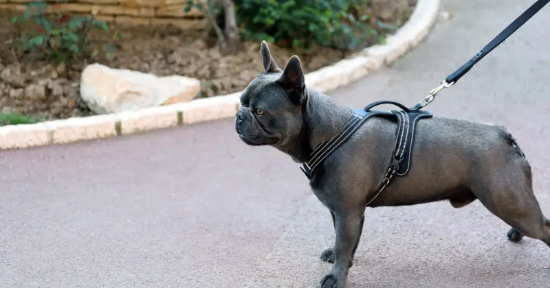 Best Collars for French bulldogs: French Bulldog Harness