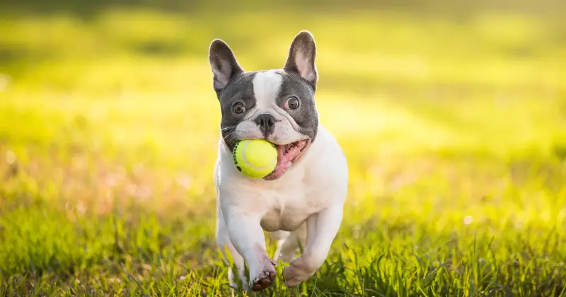 Keep Your Frenchie Entertained: The Top 5 Best Toys for French Bulldogs!