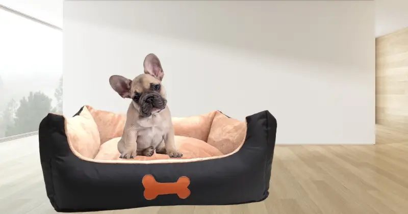 Sleep Tight: 5 Best Beds for French Bulldogs for a Cozy Snooze!