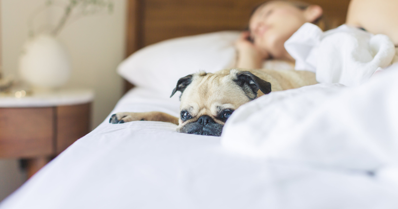 Snug as a Pug: Top 5 Best Beds for Pugs