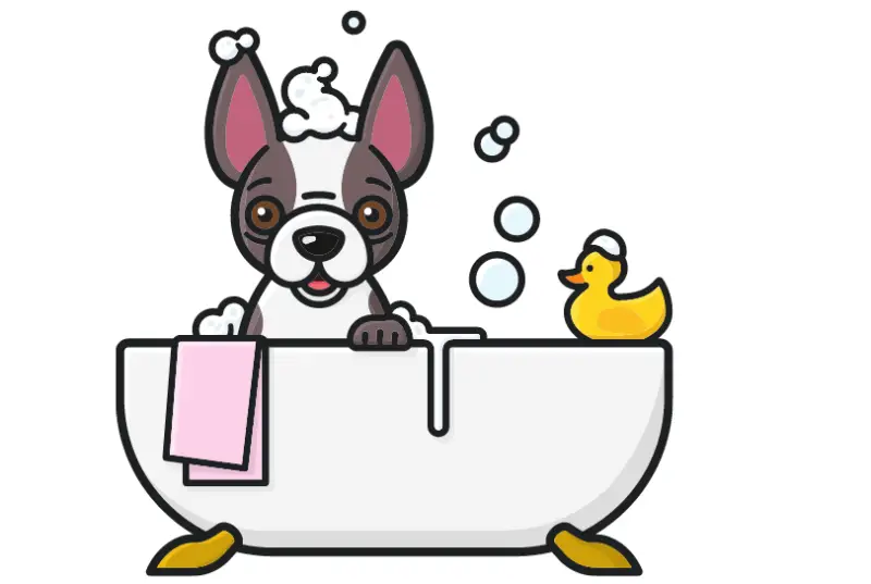 Tips On Bathing Your French Bulldog: Best Shampoo for French Bulldogs