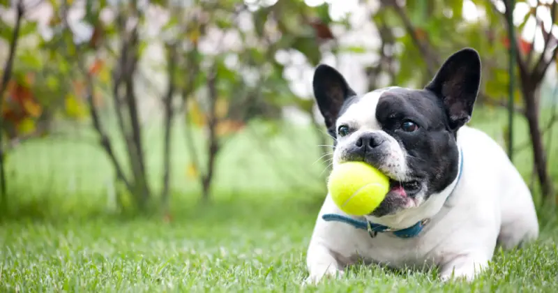 Top 5 Best Toys for French Bulldogs