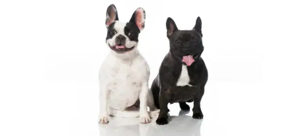 French Bulldog Training Tips for Well-Behaved Pups