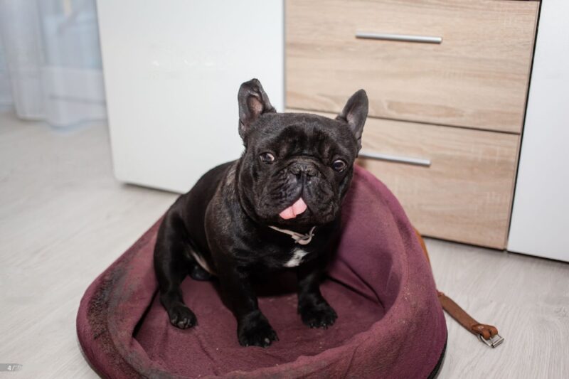 Best Beds for French Bulldogs for a Cozy Snooze
