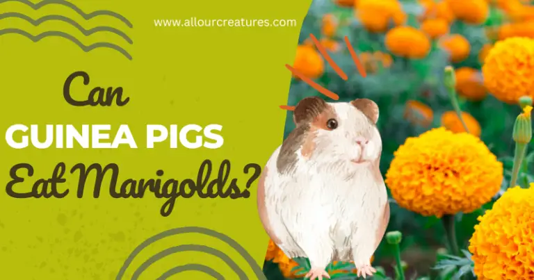 Can Guinea Pigs Eat Marigolds? Debunking the Myth