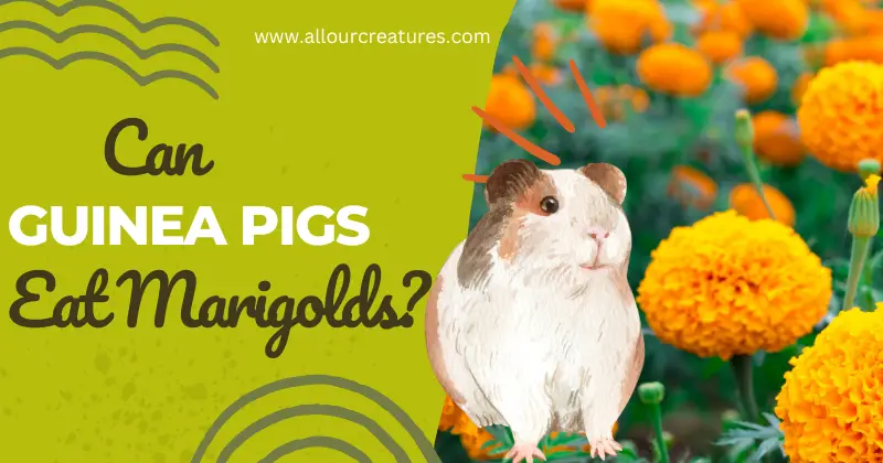 Can Guinea Pigs Eat Marigolds