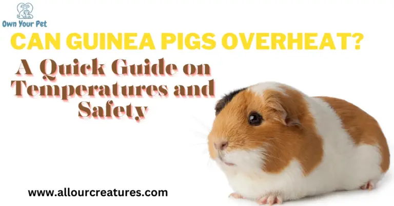 Can Guinea Pigs Overheat? A Quick Guide on Temperatures and Safety