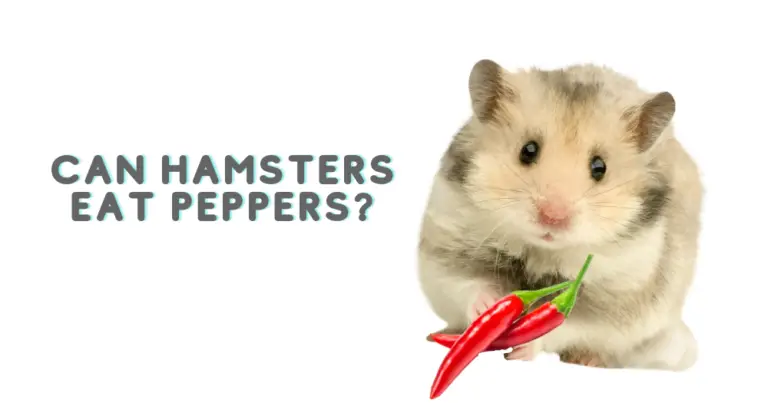 Can Hamsters Eat Peppers? The Spicy Truth Revealed