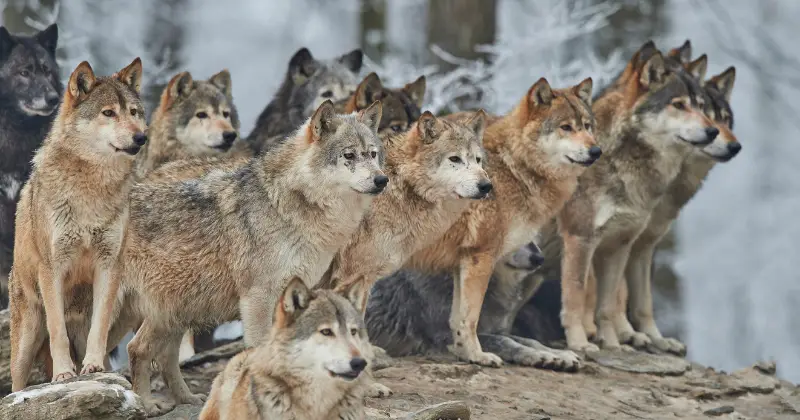 pack of wolves: Can Wolves Be Domesticated