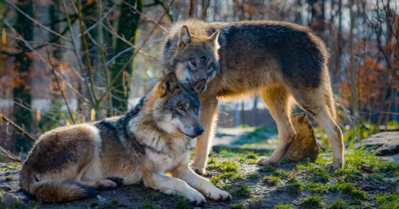 Can Wolves Be Domesticated