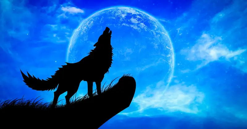 Can Wolves Be Domesticated: wolf