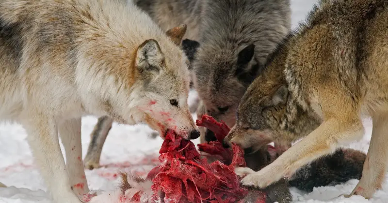 Can Wolves Be Domesticated? wolves eating