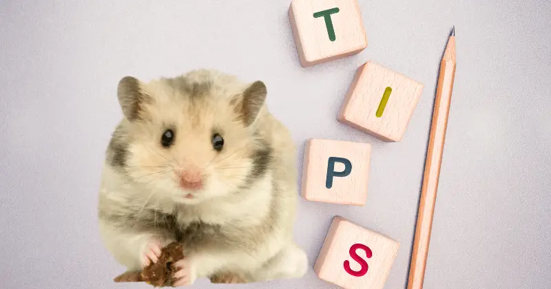 Hamster with tips: Can You Feed Guinea Pigs Too Much Vegetables? Overdoing Greens in Their Diet