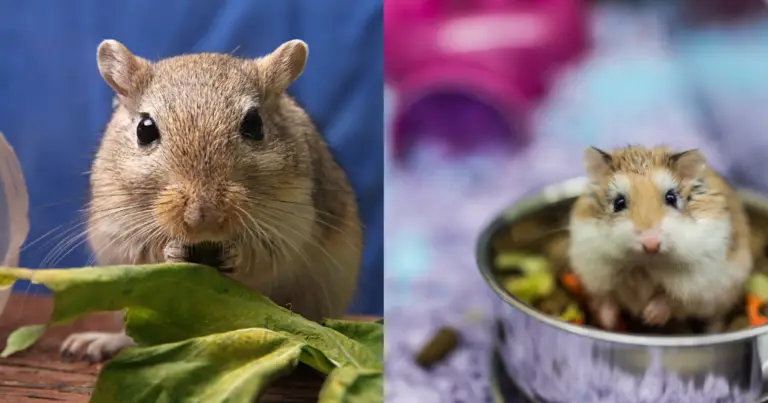 Can You Feed Guinea Pigs Too Much Vegetables? Overdoing Greens in Their Diet